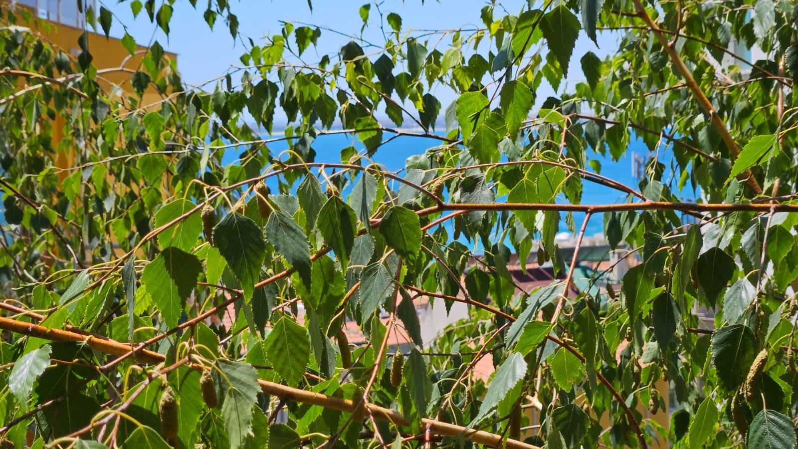 Mieszkanie z jedną sypialnią bez opłaty eksploatacyjnej w dzielnicy „Rusalka”, Sweti Włas – doskonały wybór do zamieszkania i inwestycji