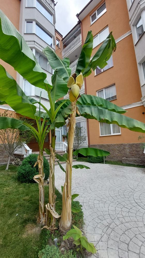 Dwupokojowe mieszkanie 500 metrów od plaży w Słonecznym Brzegu – gotowe do zamieszkania